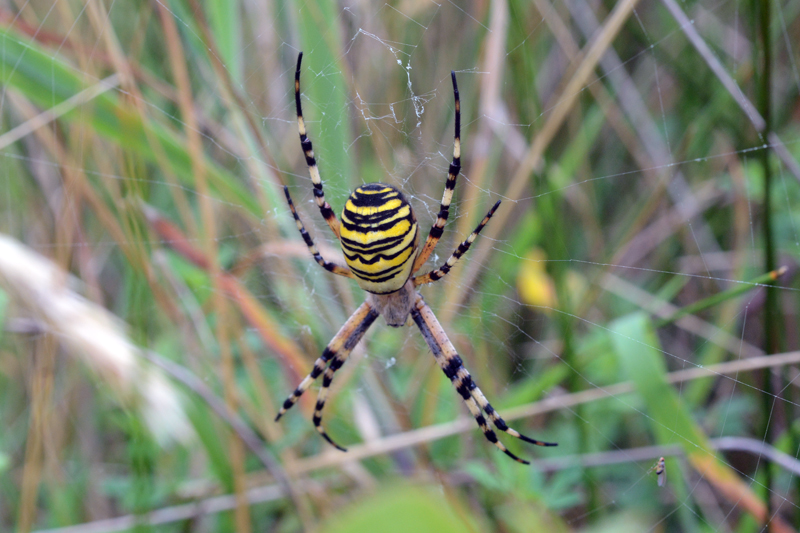 Wasp Spider Argiope bruennichi