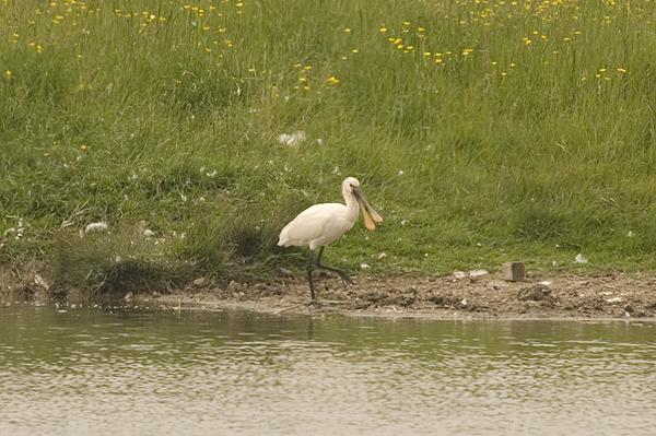 Spoonbill