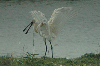 Spoonbill