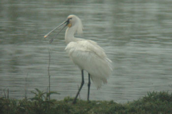 Spoonbill