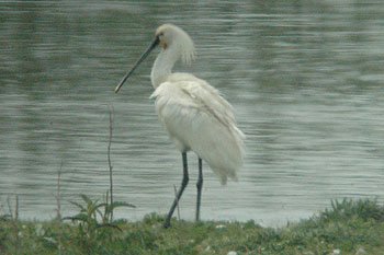 Spoonbill