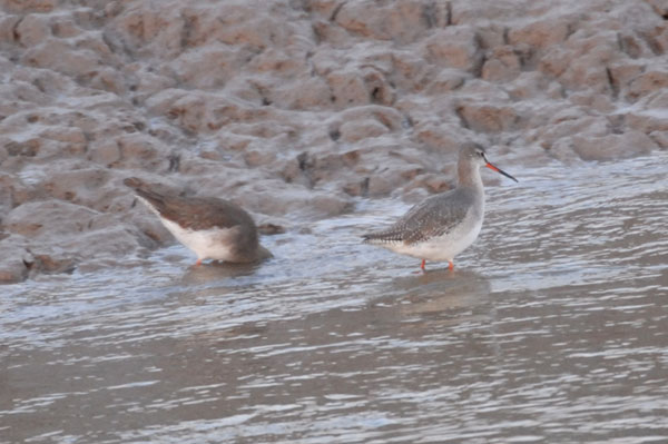 winter plumage Spotted Redshank