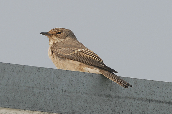 Spotted Flycatcher