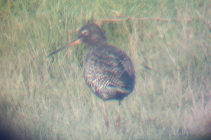 Spotted Redshank