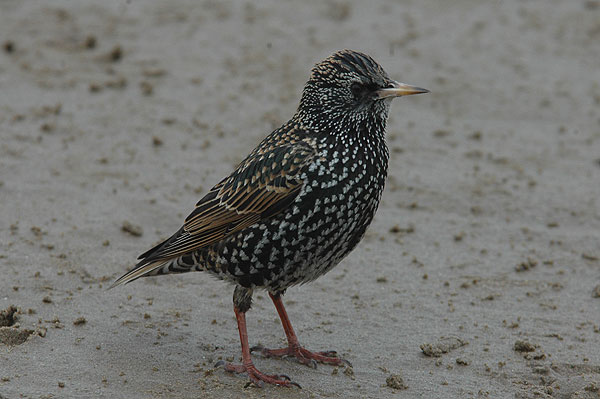 winter plumage Starling