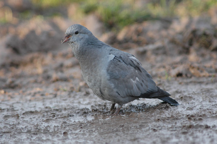 Stock Dove