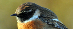 Stonechat