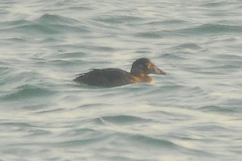 immature Surf Scoter