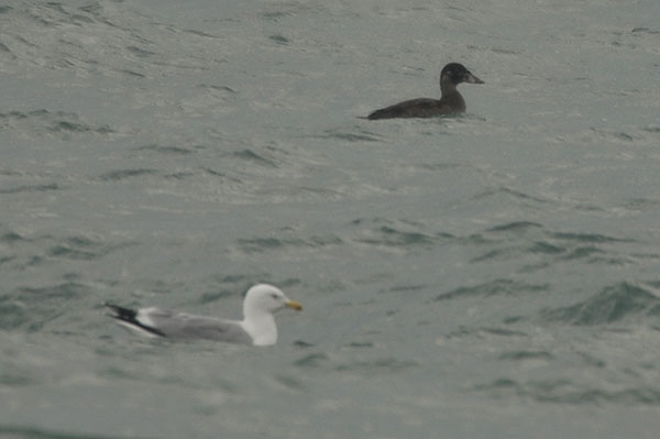 immature Surf Scoter