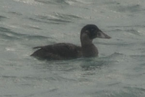 immature Surf Scoter