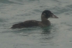 immature Surf Scoter