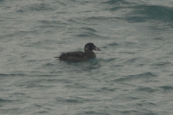 immature Surf Scoter