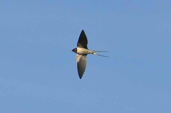 Barn Swallow