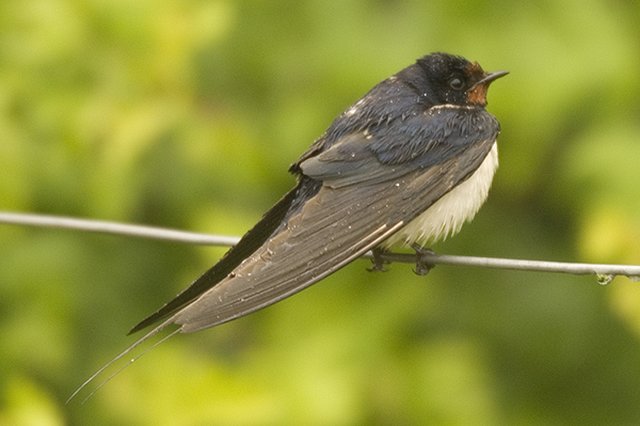 swallow