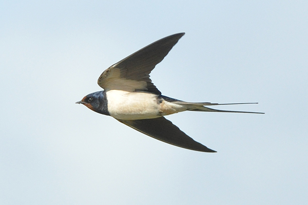 Barn Swallow