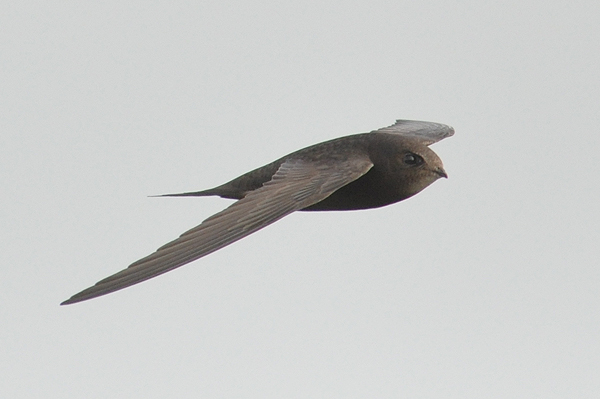 Common Swift