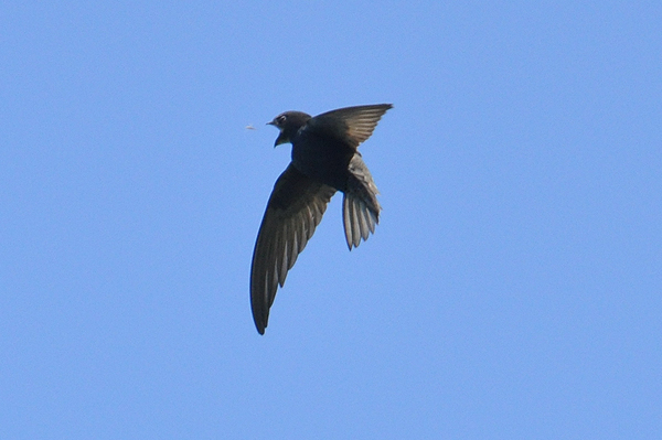 Common Swift