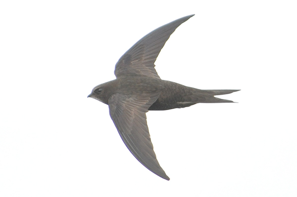 Common Swift