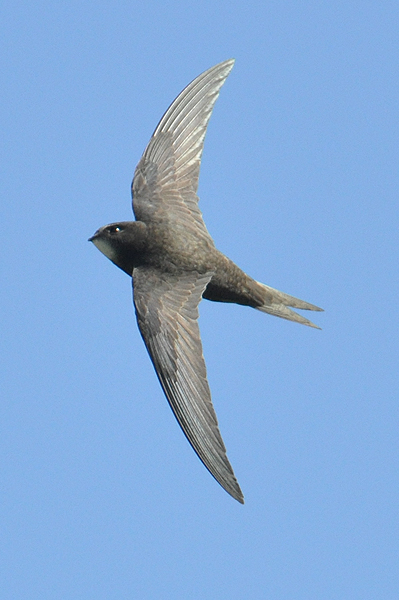 Common Swift