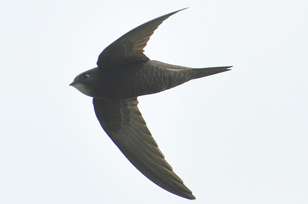 Common Swift