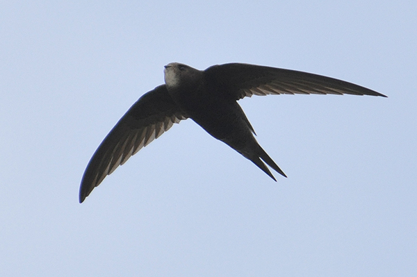 Common Swift