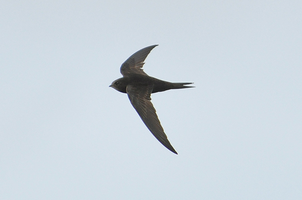 Common Swift