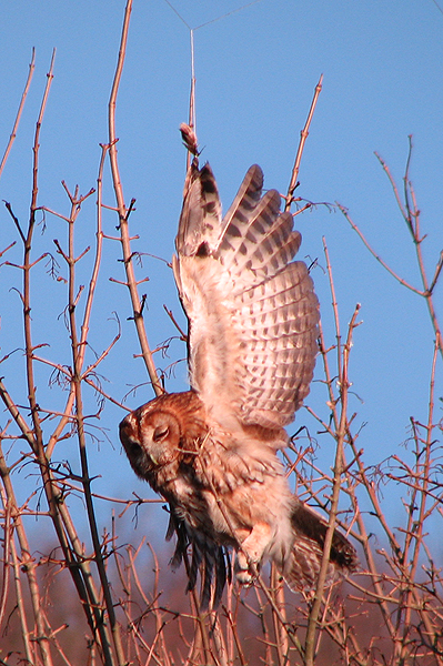 Tawny Owl