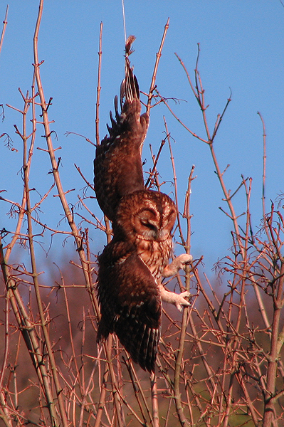 Tawny Owl 