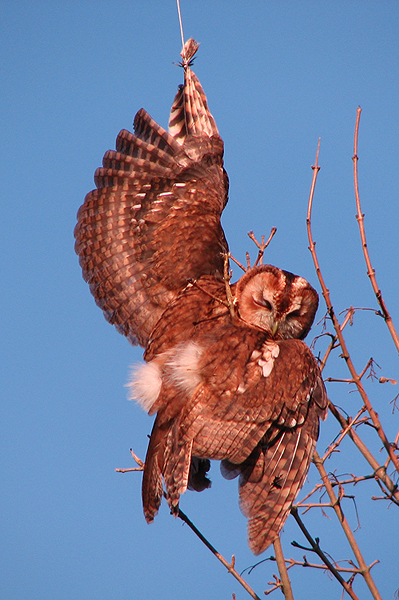 Tawny Owl