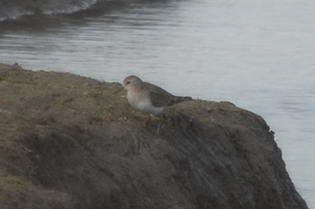 Temminck's Stint Slimbridge