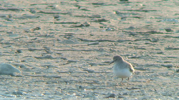 Temminck's Stint photo