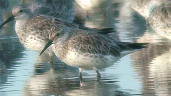 Great Knot