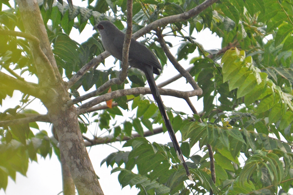 Green-billed Malkoha