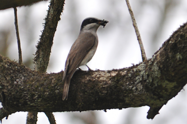 Large Woodshrike 