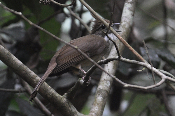 Ochreous Bulbul 