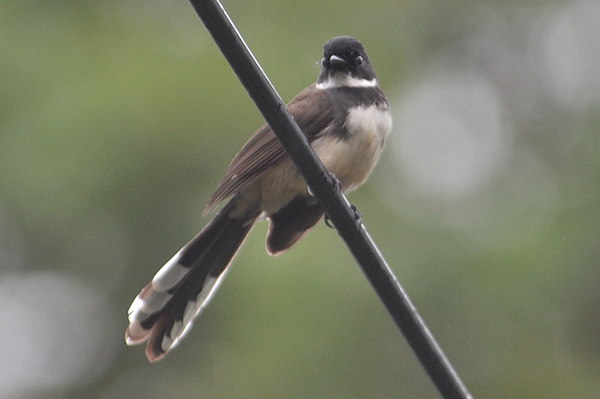 Pied Fantail 