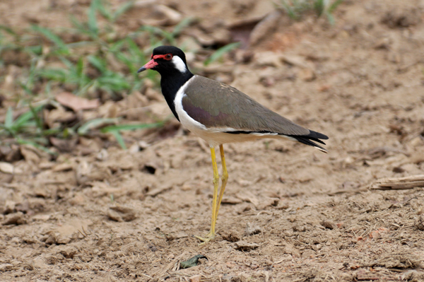 Red-wattled Lapwing 