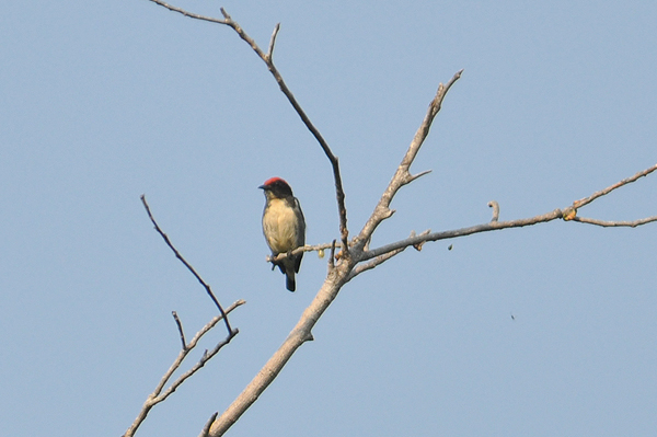 Scarlet-backed Flowerpecker