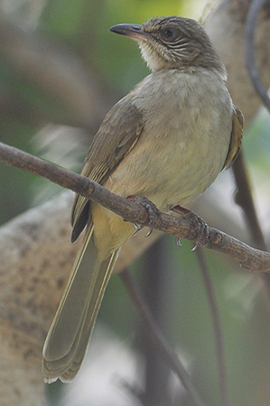 Streak-eared Bulbul 