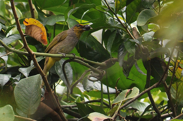 Stripe-throated Bulbul 