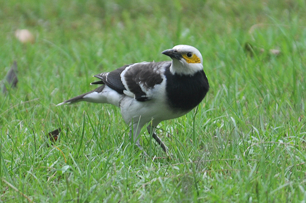 Black-naped Starling