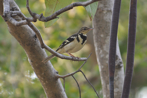 Forest Wagtail