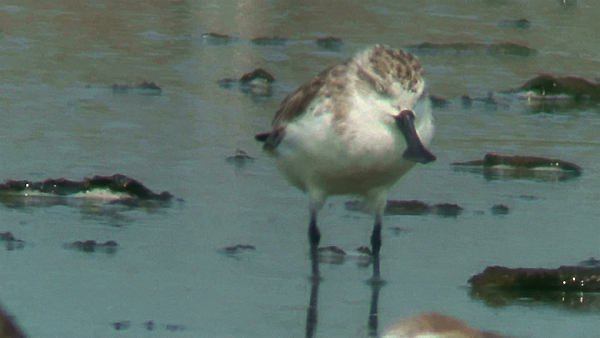 Spoon-billed Sandpiper