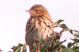 Tree Pipit