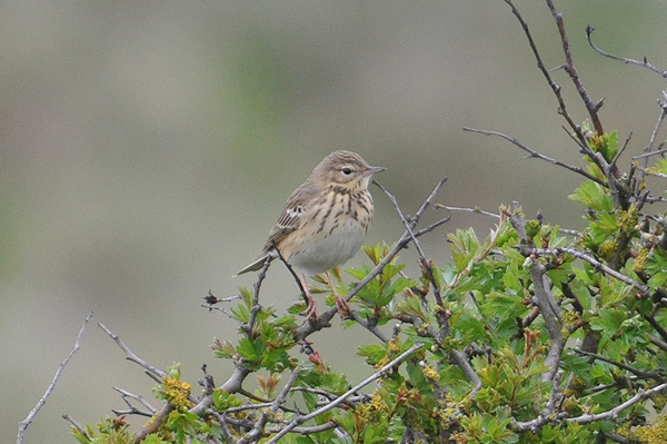 Tree Pipit