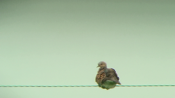 Photo of Turtle Dove