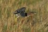 greenheron