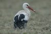 whitestork2