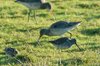 longBilledDowitcher2-13-12-07