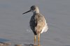 lesserYellowlegs4-4-2-07